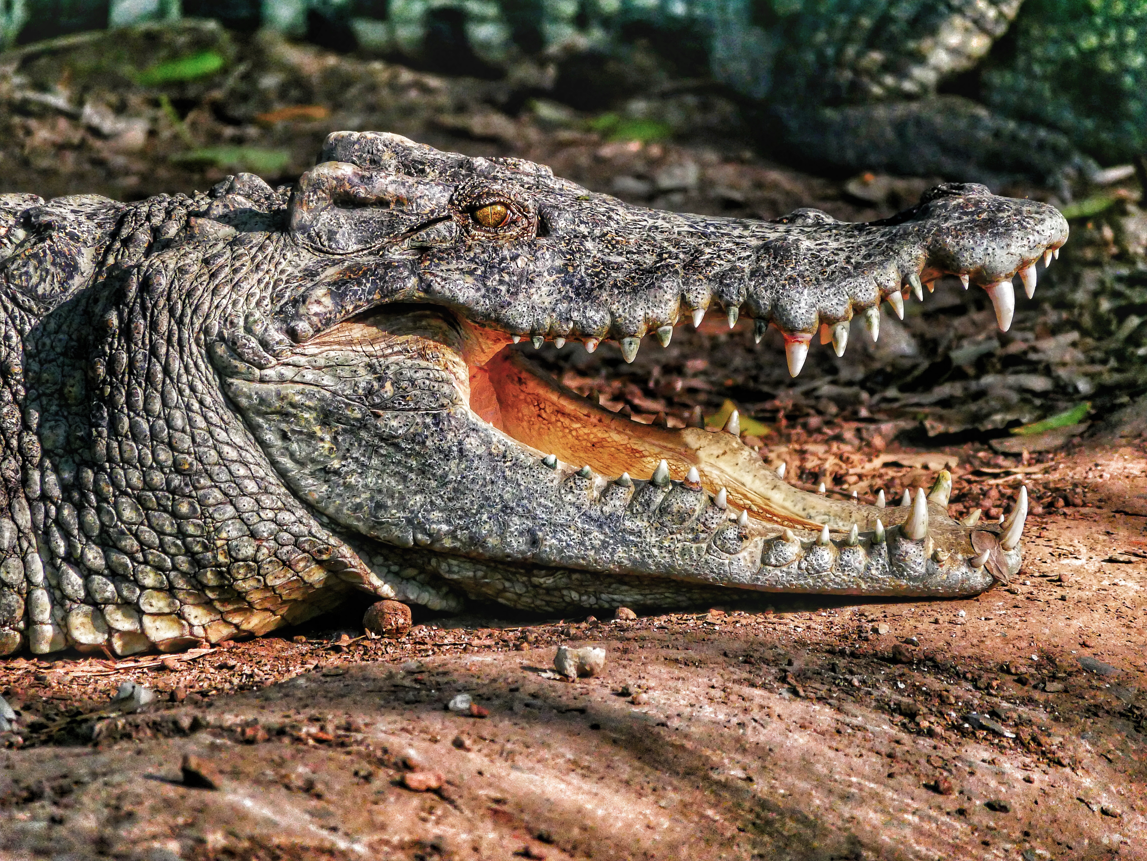 Close-up of an alligator with its jaws open, showing its teeth.